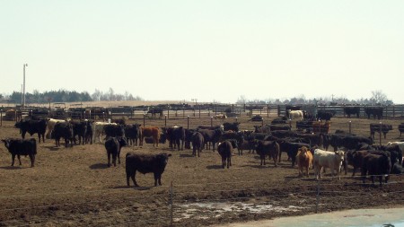 Vacas de nebraska
